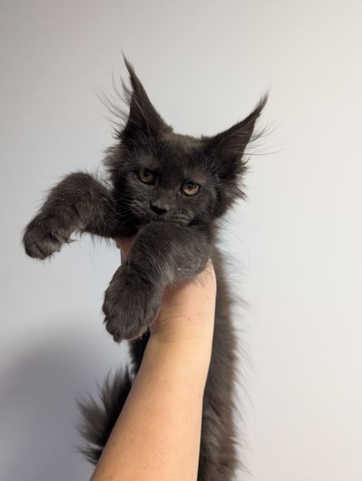 -REZERWACJA-Coco Maine Coon czarna solid kotka. Zapraszamy