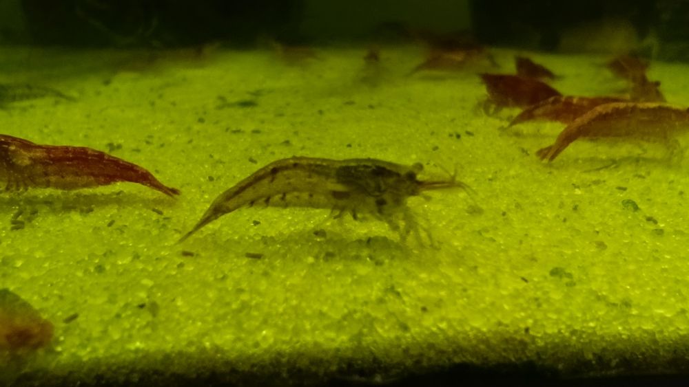 Креветки неокарідіни(20 штук)