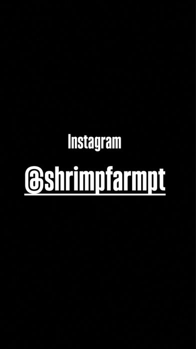 3 ancistrus SP 4/5 cm