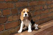 Beagle, szczeniak! FCI