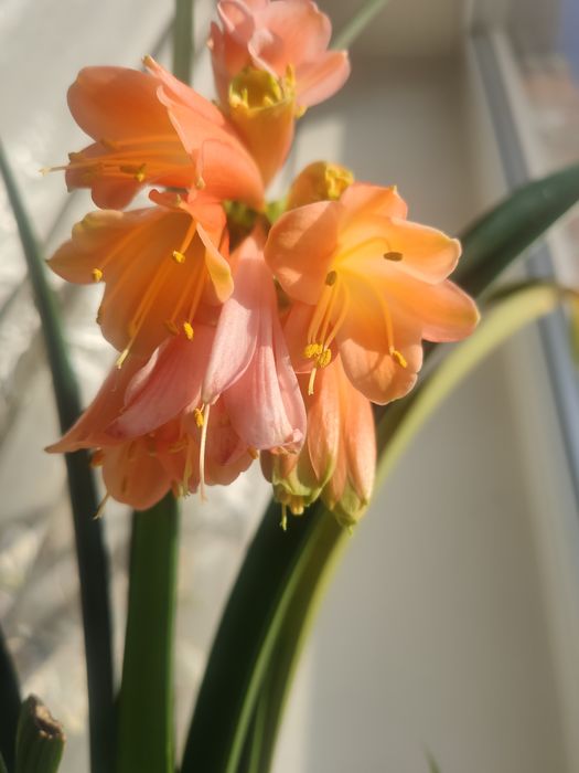 Клівія вазонок родина Амарилісових