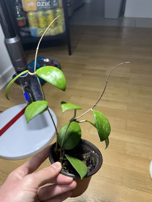 Hoya sp. 'Hat Som Paen'