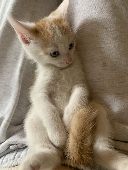 Oddam kotki za darmo