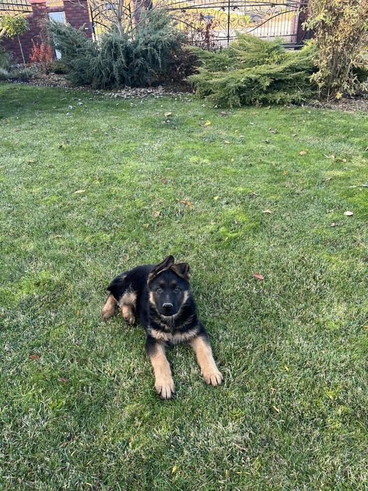 Owczarek niemiecki krótkowłosy