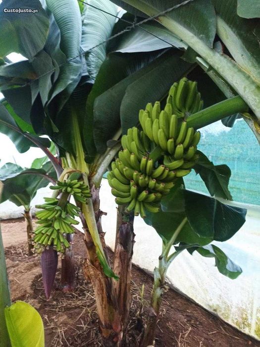Bananeira da madeira (Banana regional)