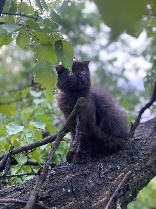 Вислоухая кошечка
