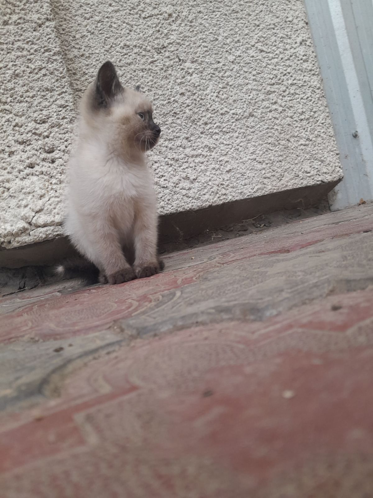 Віддам котиків(дівчатка)