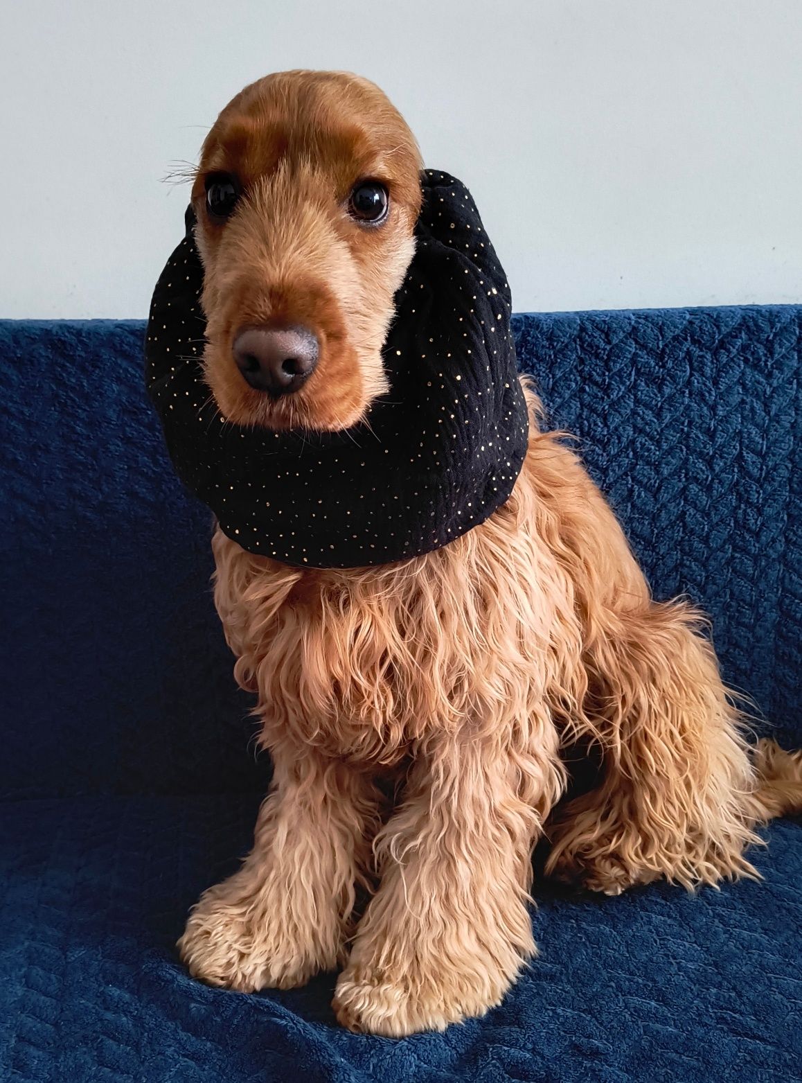 Nowy bawełniany muślinowy snood dla psa Cocker spaniel cavalier