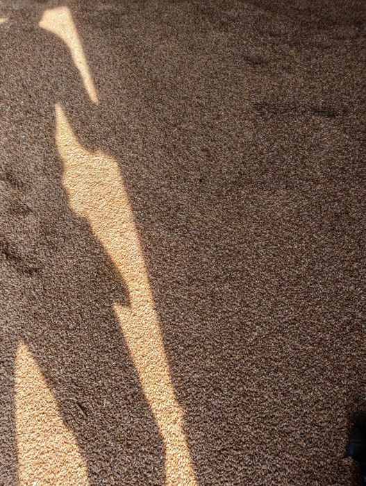 Pszenica ozima po centrali