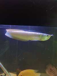 Arowana Silver 35cm