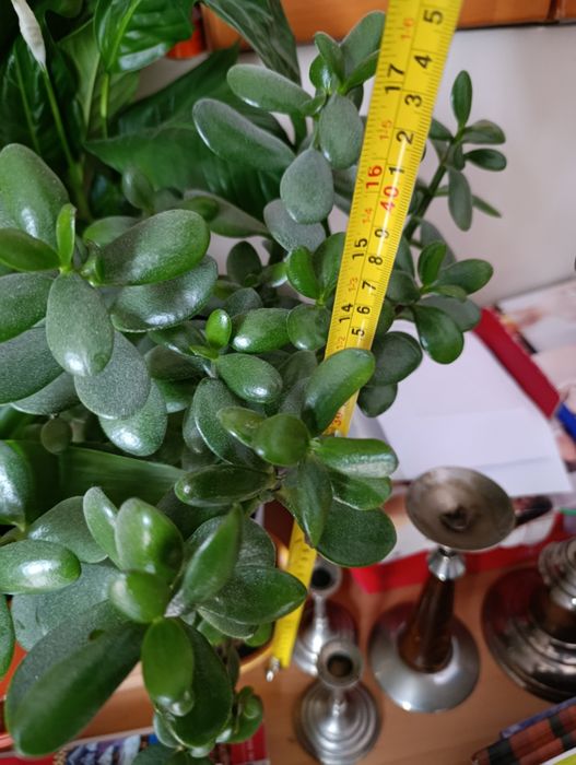 drzewko szczęścia grubosz pilnie sprzedam