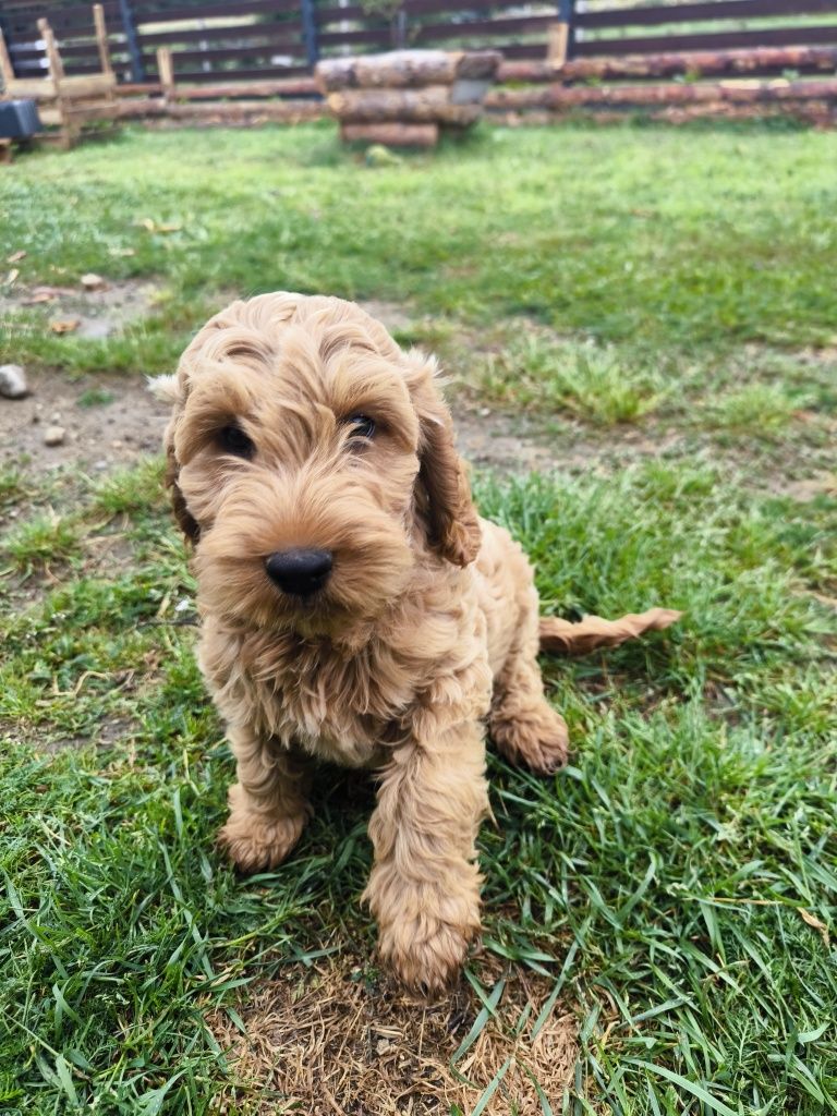 Cockapoo F1 Śliczny chłopak-BADANIA