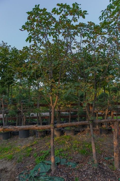 Kasztanowiec Biały (Aesculus Hippocastanum) 150-200 cm, donica