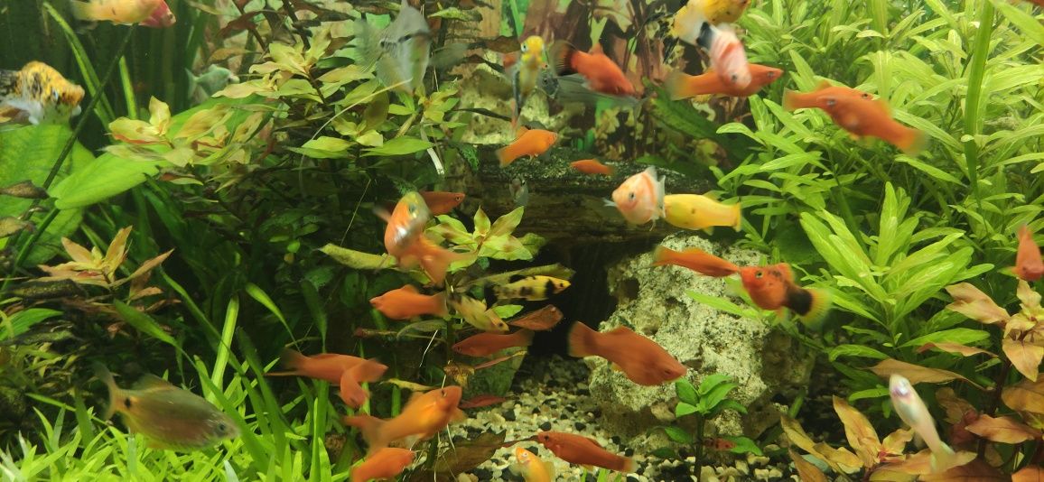 Mieczyki czerwone dorosłe okazy samce i samice