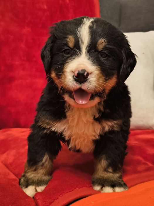 Berneński Pies Pasterski - śliczne pieski ZKwP/FCI