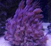 Koralowce Anthelia