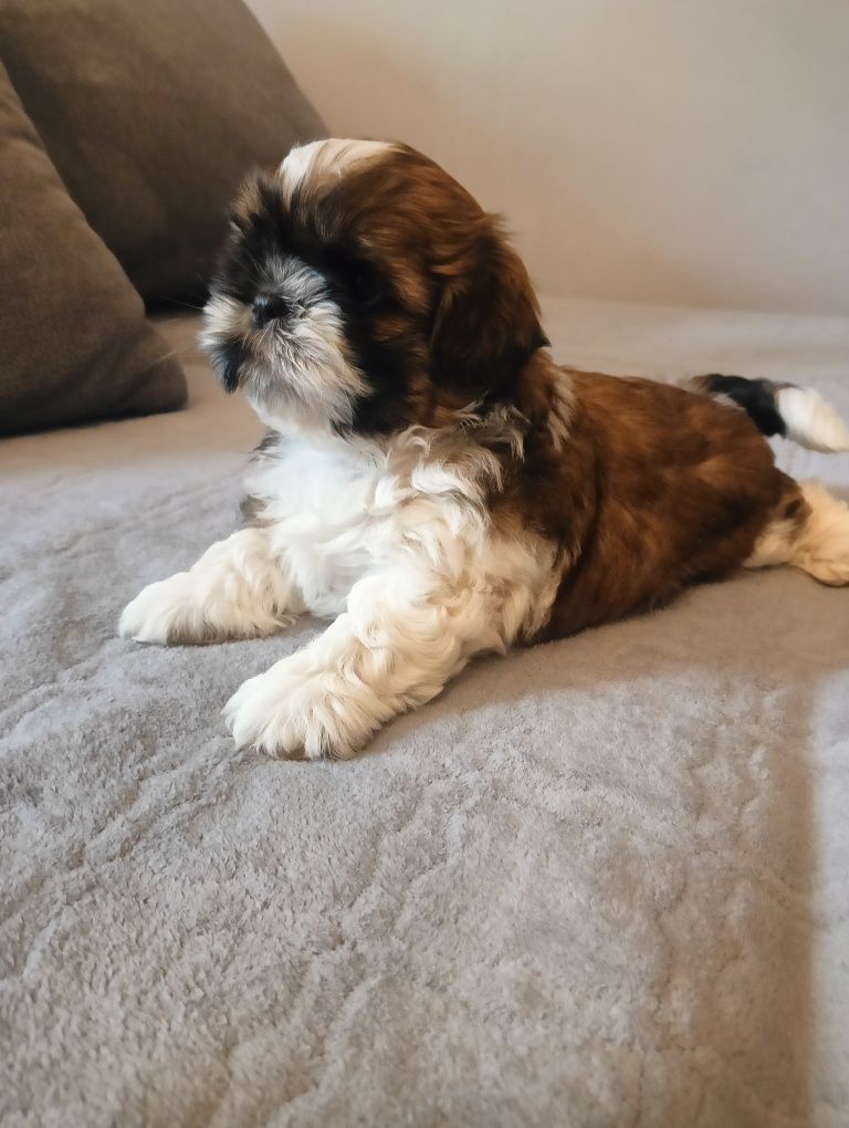 Szczeniak Shih tzu
