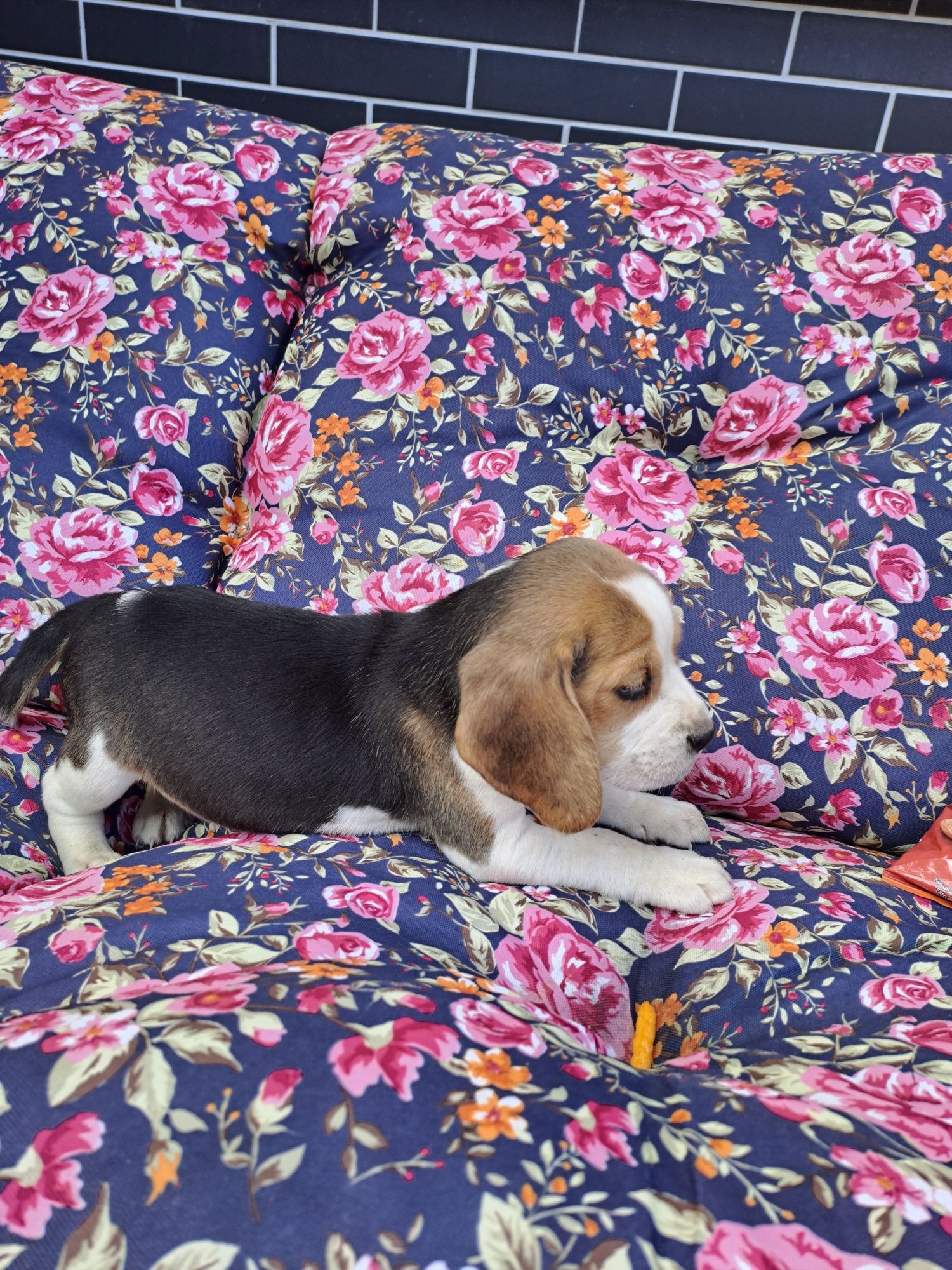 Beagle tricolor sunia