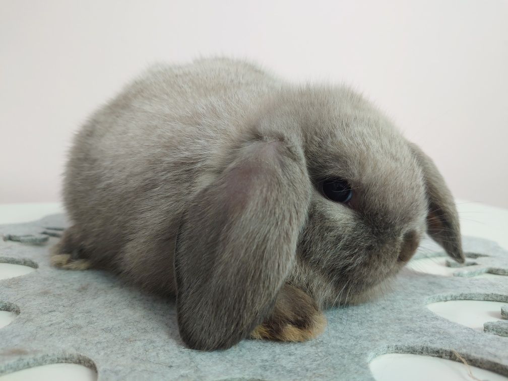 Króliki Mini -Lop