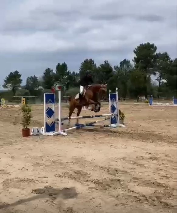 Cavalo para passeios