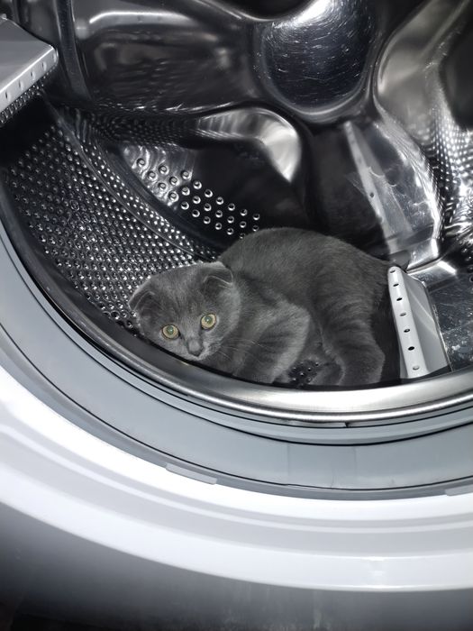 Продам шотландскую кошечку.