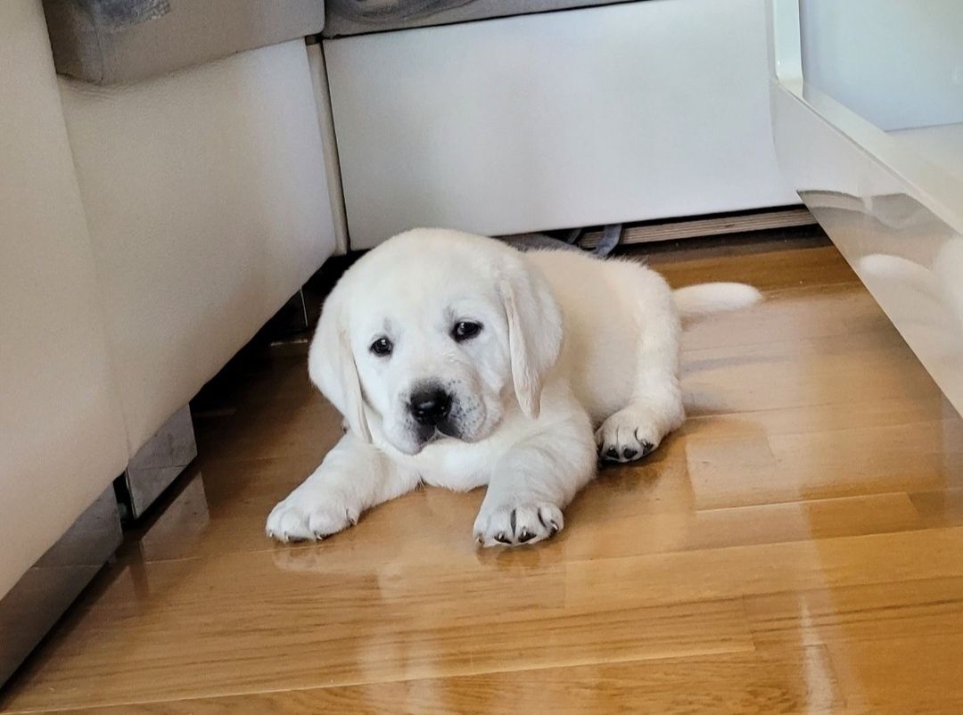 Labrador retriever Piesek pochodzenie fci na kolanka