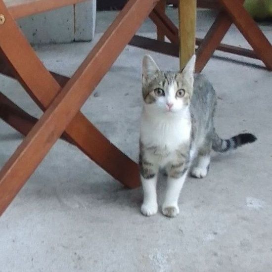 Zagineła kotka w miejscowości Łąki Kozielskie