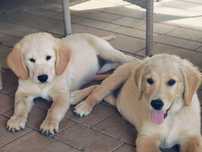 Miot Golden retriever