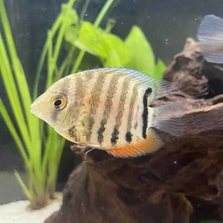 Pielęgnica severum sewerum (Heros efasciatus) WYSYŁKA AKWAWIN