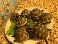 Сухопутні черепашки.  Балканські черепахи (Testudo hermanni)