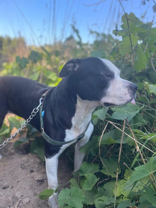 Pitbull para adoção urgente
