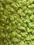 Salvinia natans 200ml