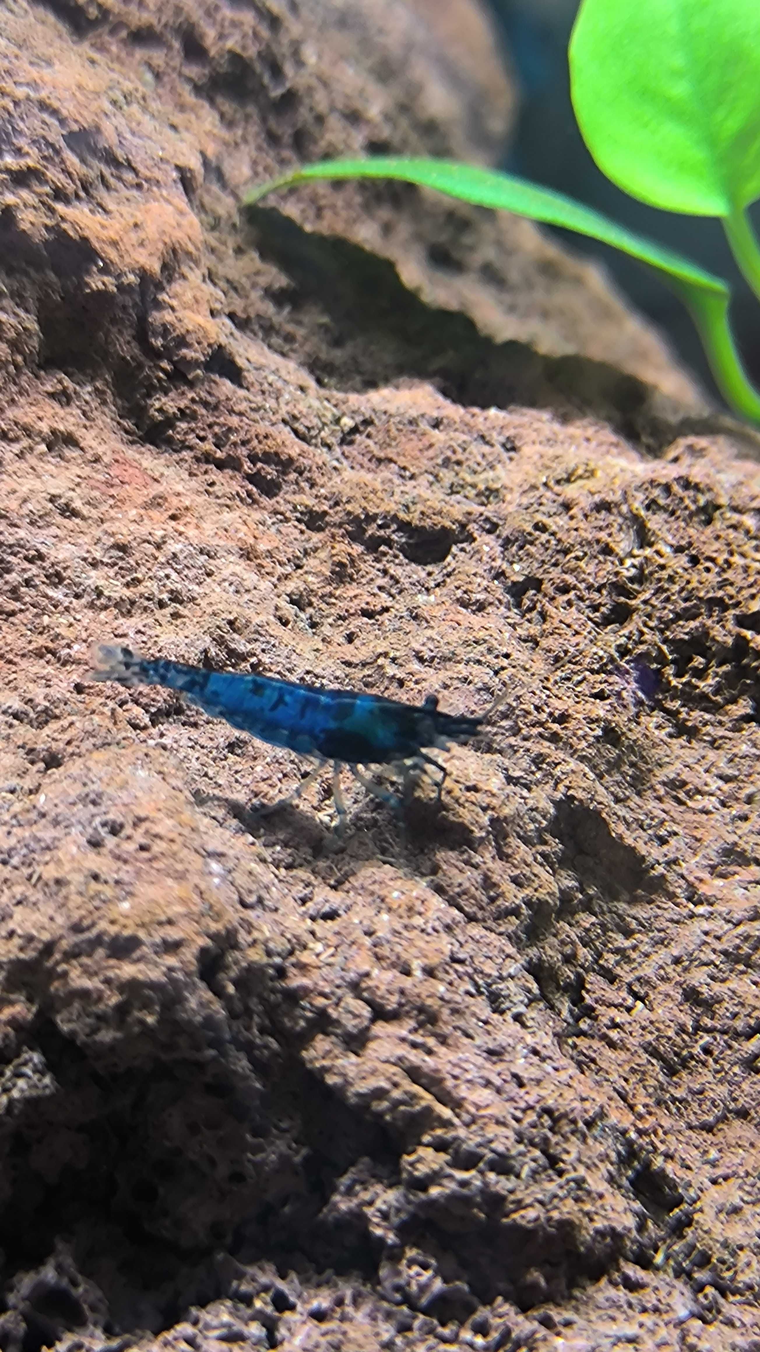 Krewetki Neocaridina Blue Velvet