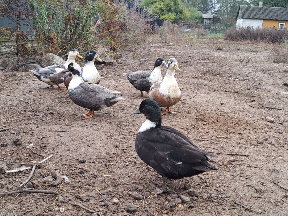 Call Duck Kaczki Kaczory Miniaturowe