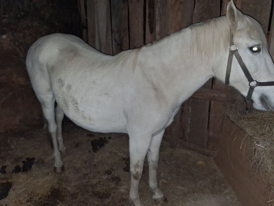 Vendo égua cruzada de Lusitano