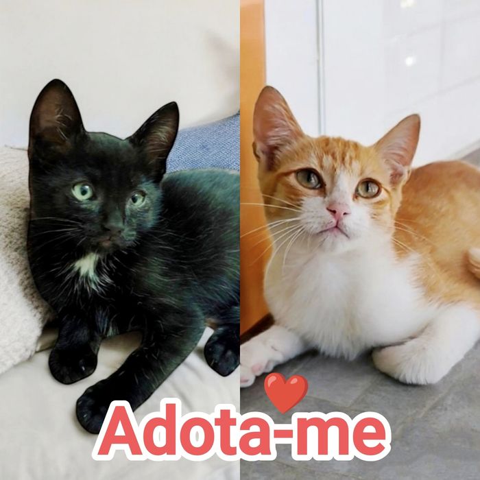 2 gatinhos bebés para Adoção consciente.