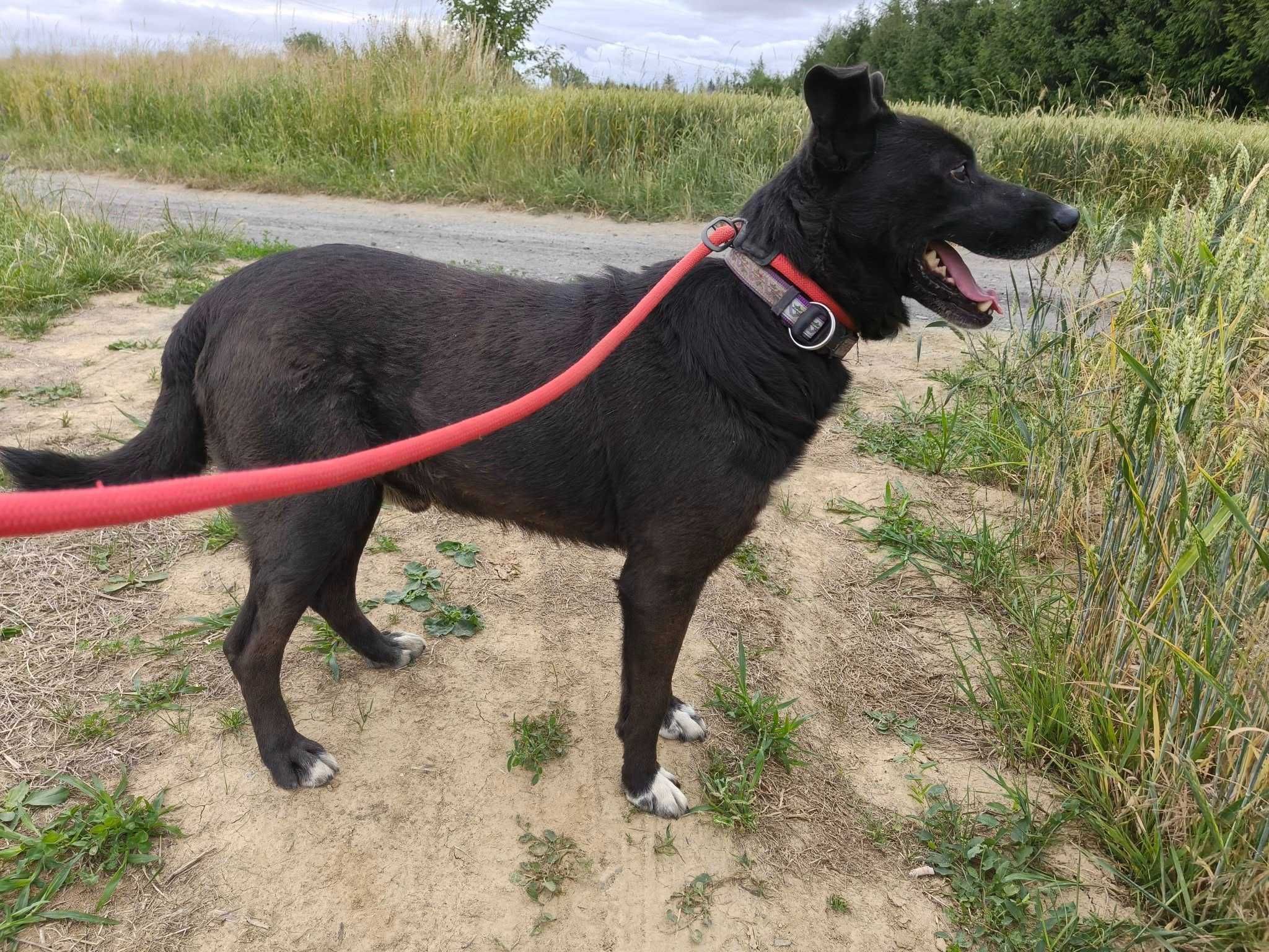 Czarek - piesek do adopcji