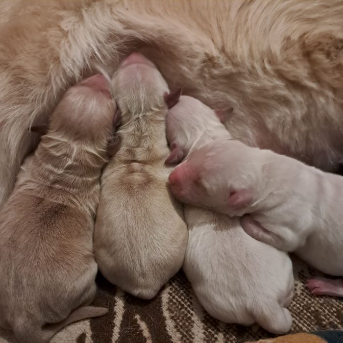 Golden retriever-rezerwacja