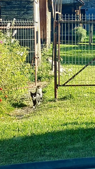 Cudowne różnej maści koty