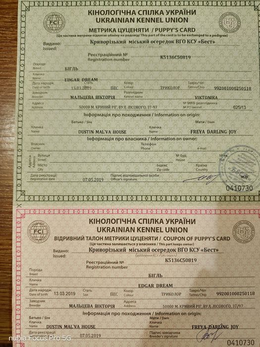 Віддам кобеля породи бігль в добрі руки
