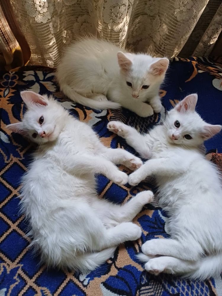 Кошенята в добрі руки