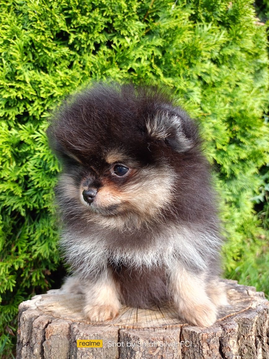 Szpic miniaturowy pomeranian