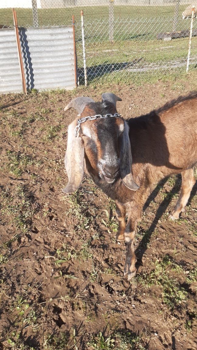 Vendo cabrito ângulo nuviano puro com 2 anos