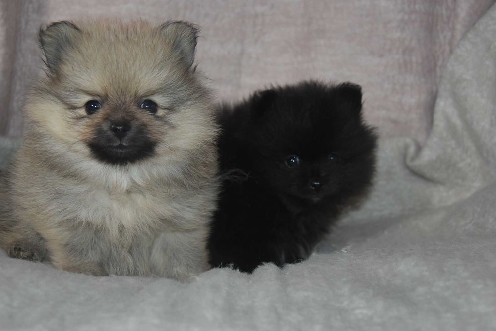 szpic miniaturowy pomeranian