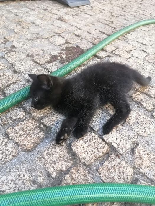 Gatinha pretinha para dar