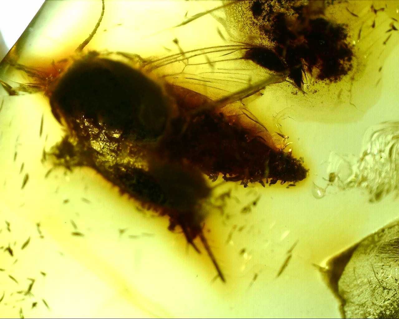 Nieokreślony wymarły owad bursztyn inkluzja 40mln lat paleo okaz