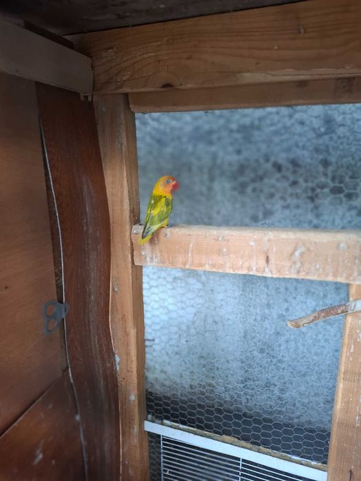 Agapornis ficher para cedencia