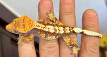 Gekon orzęsiony, Crested gecko - Yellow, pinstipe, harlequin, okazja!