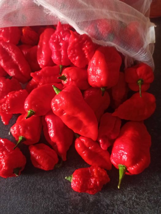 Nasiona papryczek Dragon's Breath z własnej hodowli bez chemii