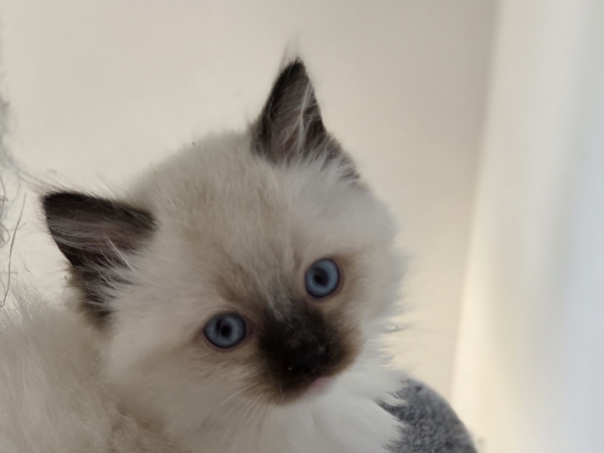 Kotka Ragdoll z rodowodem